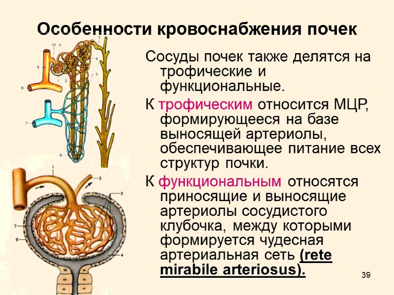 39 Особенности кровоснабжения почек Сосуды почек также делятся на трофические и функциональные.  К